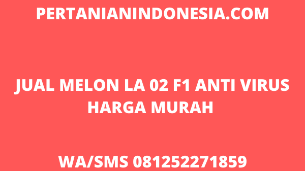 Jual LA 02 F1 Melon Anti Virus Favorit Petani Harga Murah